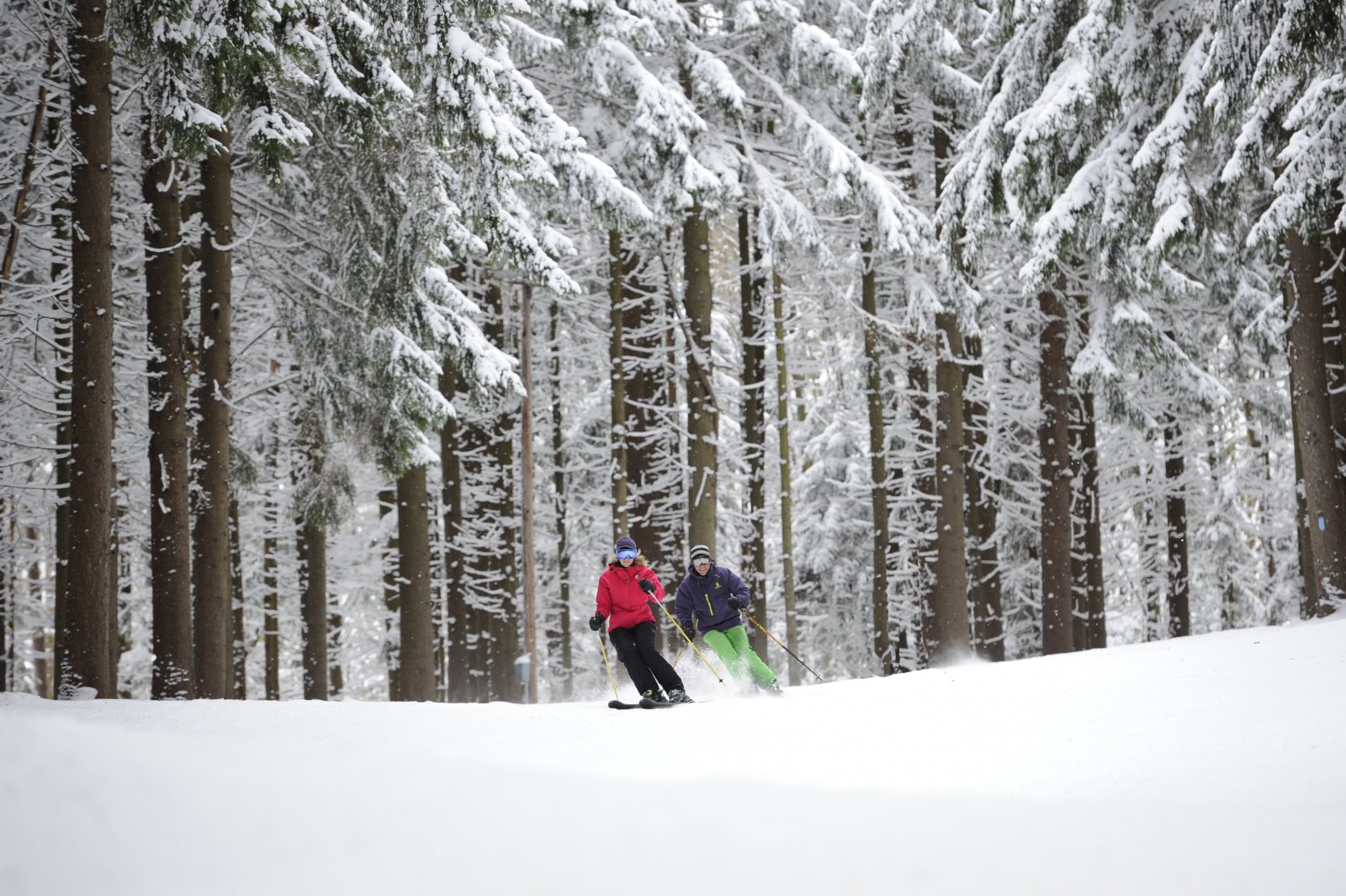 Skiers going by snow-covered pines at Holiday Valley Resort