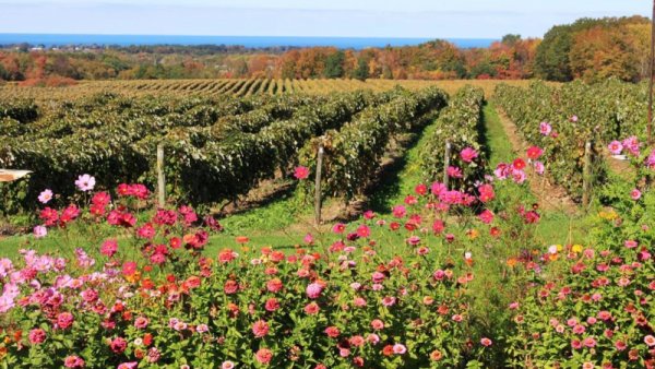 Lake Erie Wine Country
